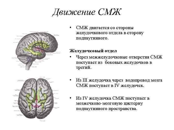 Движение СМЖ • СМЖ двигается со стороны желудочкового отдела в сторону подпаутинного. Желудочковый отдел