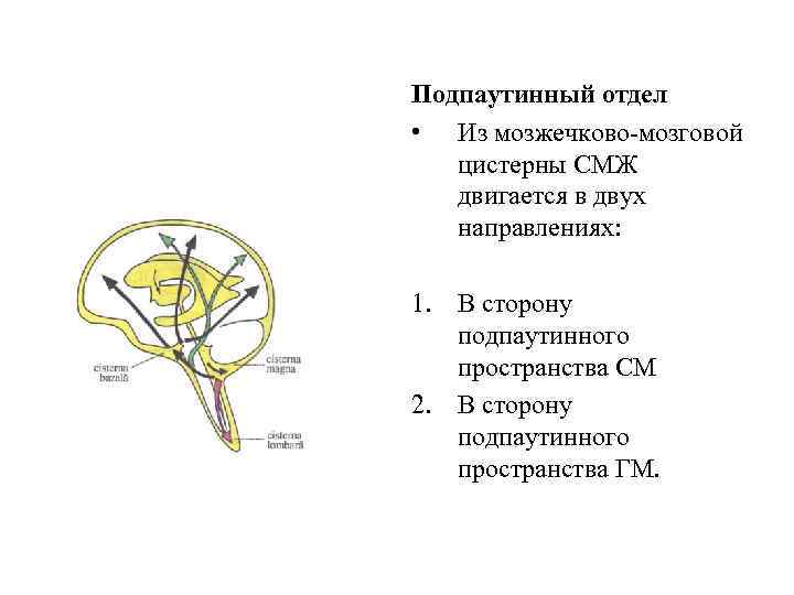 Подпаутинный отдел • Из мозжечково-мозговой цистерны СМЖ двигается в двух направлениях: 1. В сторону