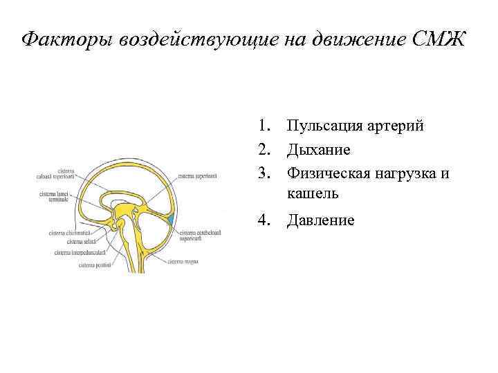 Факторы воздействующие на движение СМЖ 1. Пульсация артерий 2. Дыхание 3. Физическая нагрузка и