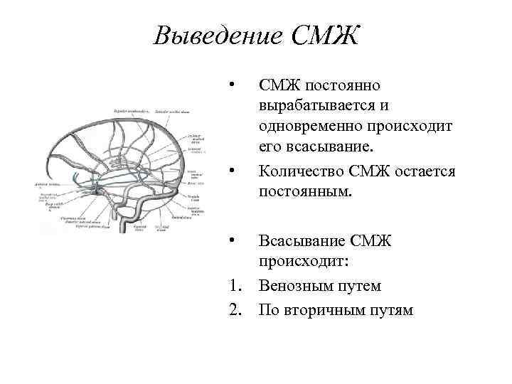 Выведение СМЖ • • • СМЖ постоянно вырабатывается и одновременно происходит его всасывание. Количество