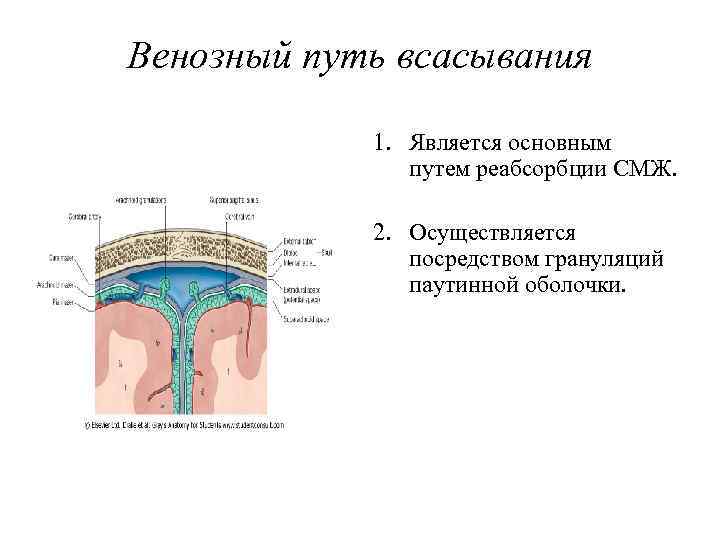 Венозный путь всасывания 1. Является основным путем реабсорбции СМЖ. 2. Осуществляется посредством грануляций паутинной