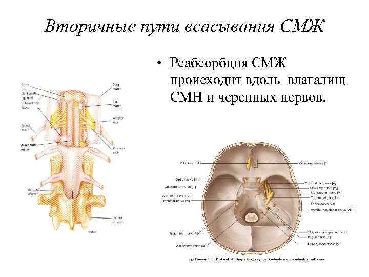 Вторичные пути всасывания СМЖ • Реабсорбция СМЖ происходит вдоль влагалищ СМН и черепных нервов.