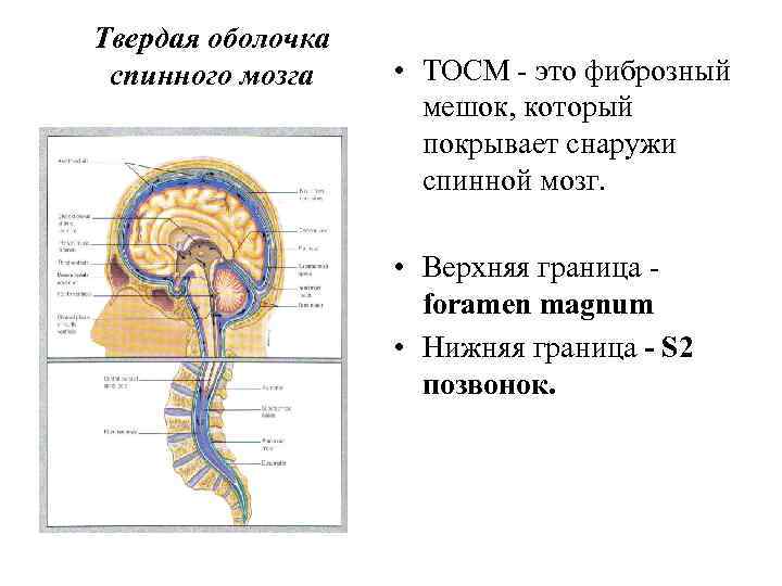 Твердая мозговая оболочка