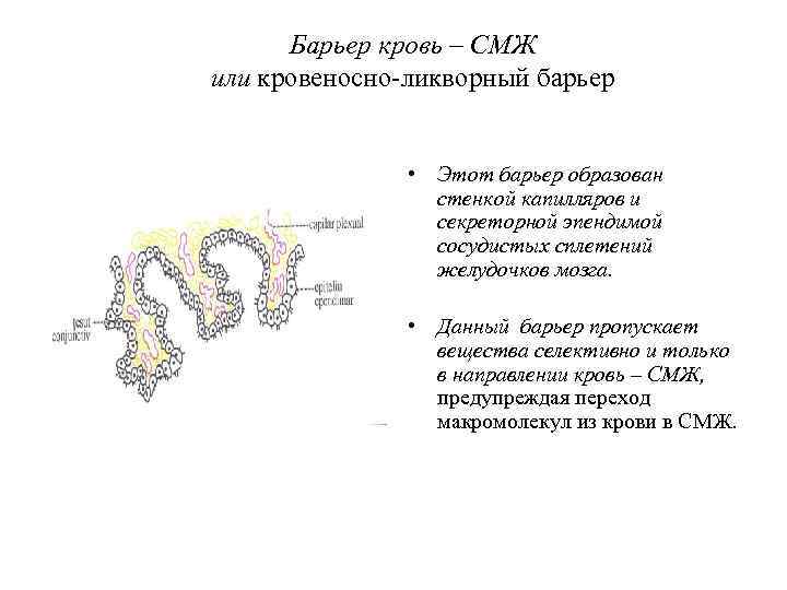 Барьер кровь – СМЖ или кровеносно-ликворный барьер • Этот барьер образован стенкой капилляров и