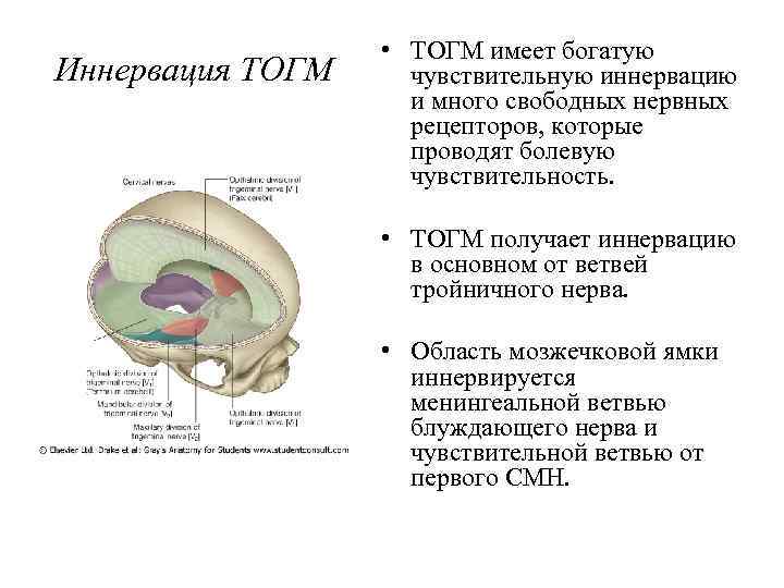Иннервация ТОГМ • ТОГМ имеет богатую чувствительную иннервацию и много свободных нервных рецепторов, которые