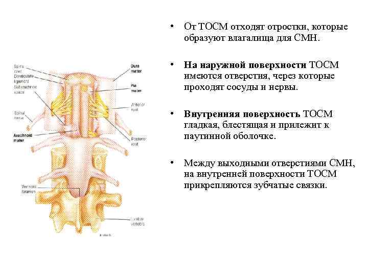  • От ТОСМ отходят отростки, которые образуют влагалища для СМН. • На наружной