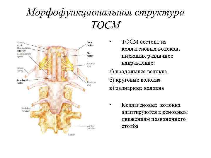 Морфофункциональная структура ТОСМ • ТОСМ состоит из коллагеновых волокон, имеющих различное направление: а) продольные