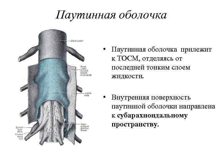Паутинная оболочка • Паутинная оболочка прилежит к ТОСМ, отделяясь от последней тонким слоем жидкости.