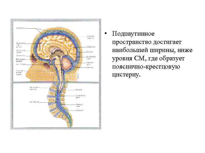  • Подпаутинное пространство достигает наибольшей ширины, ниже уровня СМ, где образует пояснично-крестцовую цистерну.