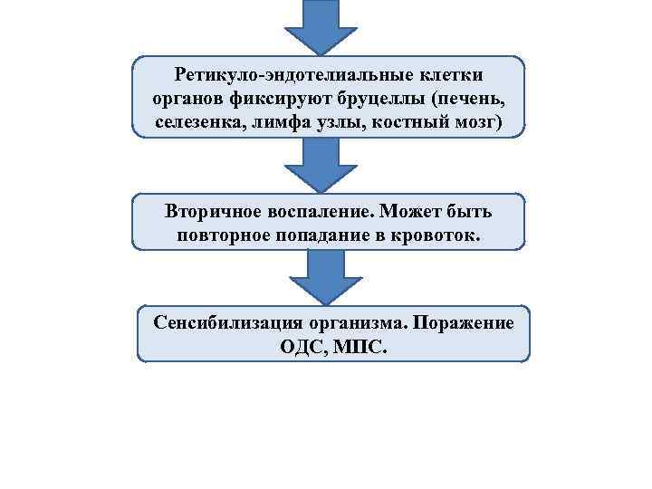 Ретикуло-эндотелиальные клетки органов фиксируют бруцеллы (печень, селезенка, лимфа узлы, костный мозг) Вторичное воспаление. Может