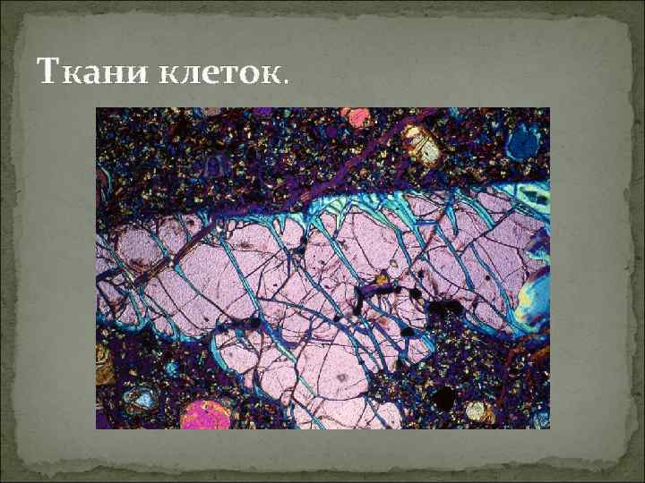 Ткани клеток. 