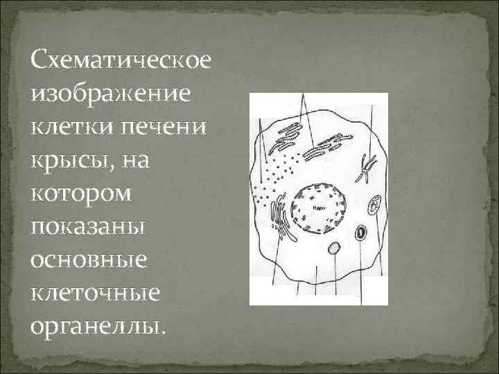 Схематическое изображение клетки печени крысы, на котором показаны основные клеточные органеллы. 