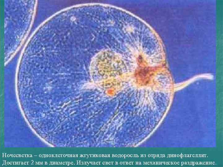 Ночесветка – одноклеточная жгутиковая водоросль из отряда динофлагеллят. Достигает 2 мм в диаметре. Излучает