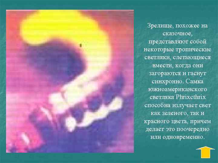 Зрелище, похожее на сказочное, представляют собой некоторые тропические светляки, слетающиеся вмести, когда они загораются