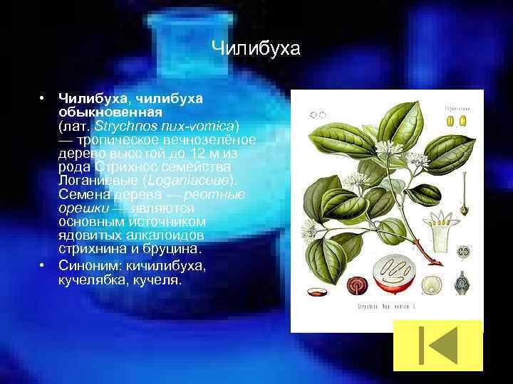Чилибуха • Чилибуха, чилибуха обыкновенная (лат. Strychnos nux-vomica) — тропическое вечнозелёное дерево высотой до