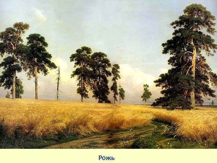 Рожь 