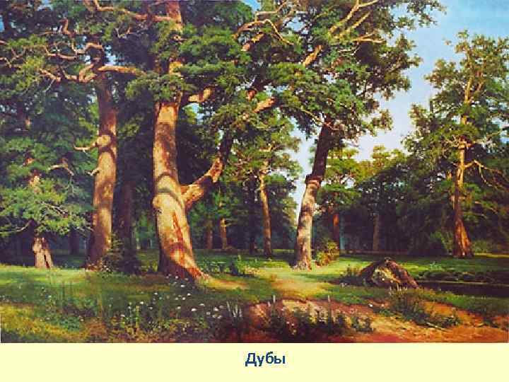 Дубы 
