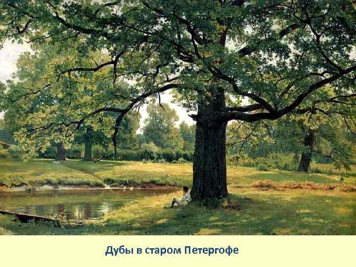 Дубы в старом Петергофе 
