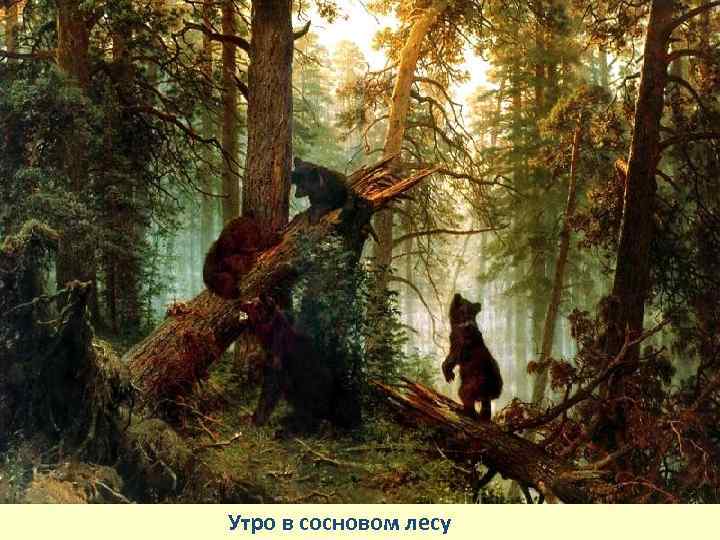 Утро в сосновом лесу 