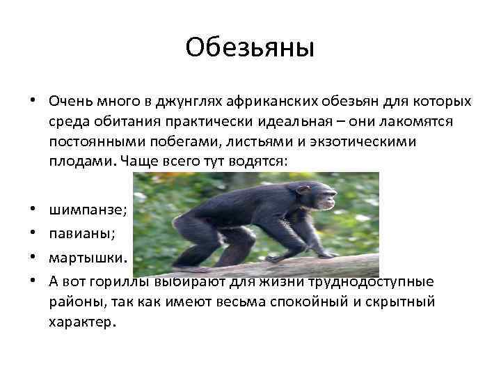 Обезьяны • Очень много в джунглях африканских обезьян для которых среда обитания практически идеальная
