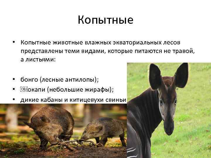 Копытные • Копытные животные влажных экваториальных лесов представлены теми видами, которые питаются не травой,