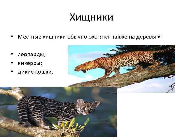 Хищники • Местные хищники обычно охотятся также на деревьях: • леопарды; • виверры; •
