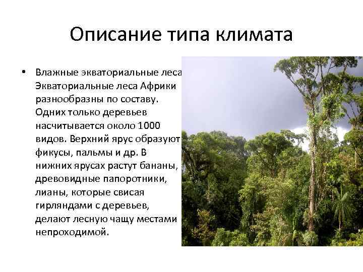 Описание типа климата • Влажные экваториальные леса Экваториальные леса Африки разнообразны по составу. Одних
