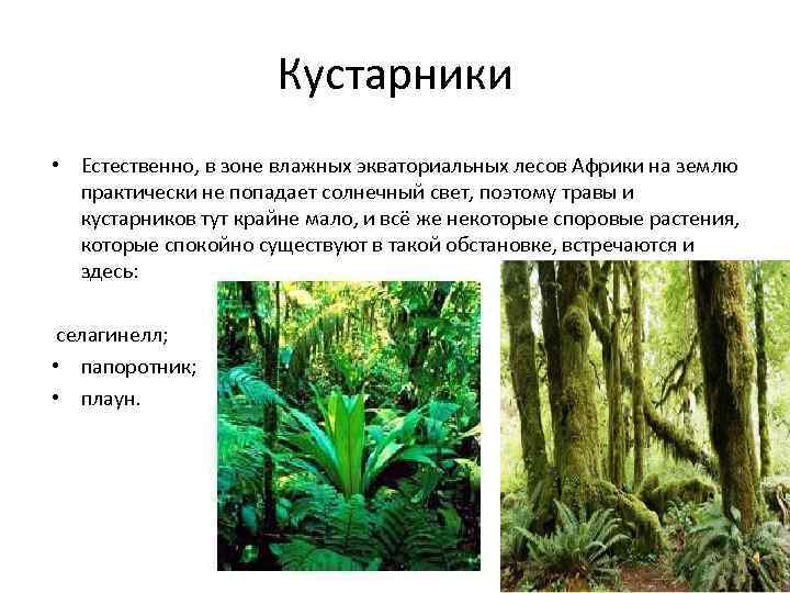 Кустарники • Естественно, в зоне влажных экваториальных лесов Африки на землю практически не попадает