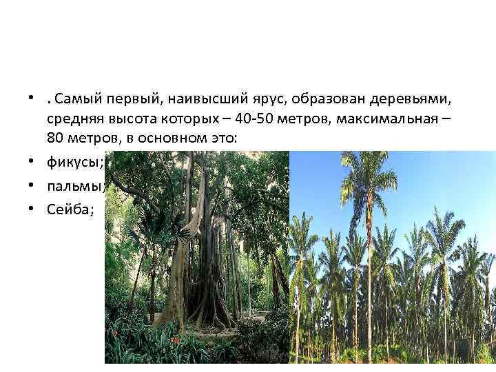  • . Самый первый, наивысший ярус, образован деревьями, средняя высота которых – 40