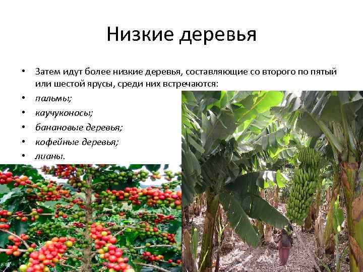 Низкие деревья • Затем идут более низкие деревья, составляющие со второго по пятый или