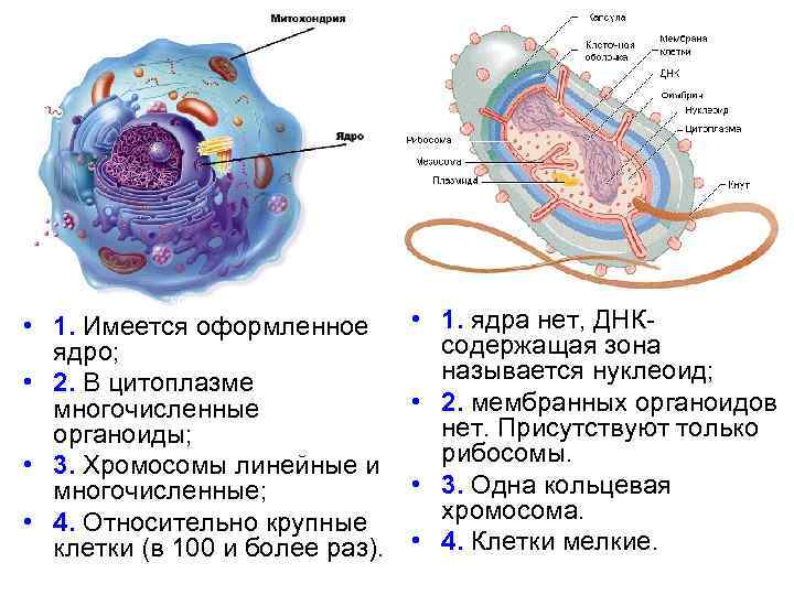  • 1. Имеется оформленное ядро; • 2. В цитоплазме многочисленные органоиды; • 3.