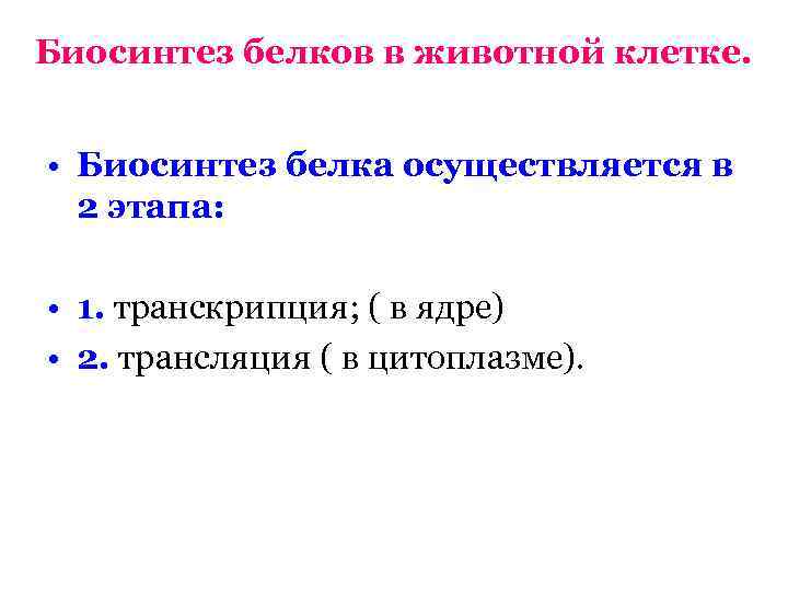 Биосинтез белков в животной клетке. • Биосинтез белка осуществляется в 2 этапа: • 1.