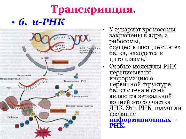 Общие схемы анаболизма нуклеотидов