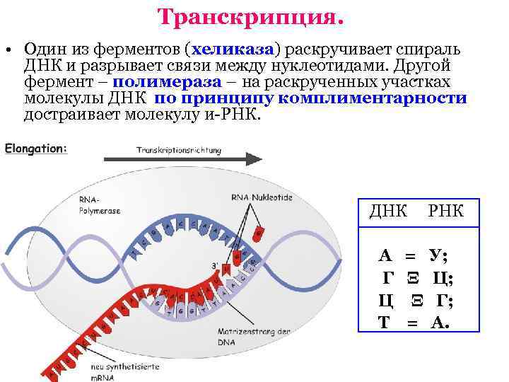 Днк в процессе биосинтеза белка