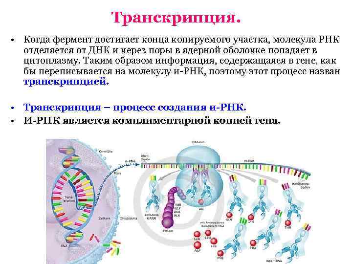 Рнк матрица для синтеза белка