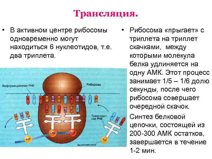 Строение и функции рибосом