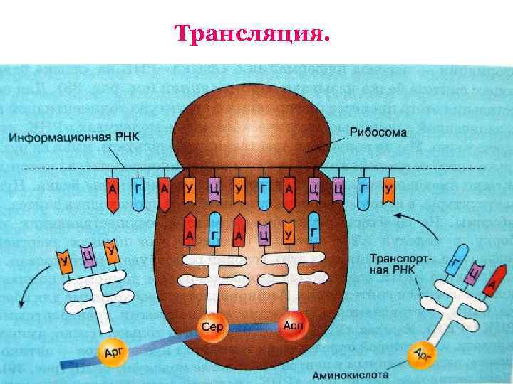 Рибосомная рнк рисунок