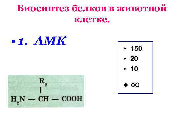 Биосинтез белков в животной клетке. • 1. АМК • 150 • 20 • 10