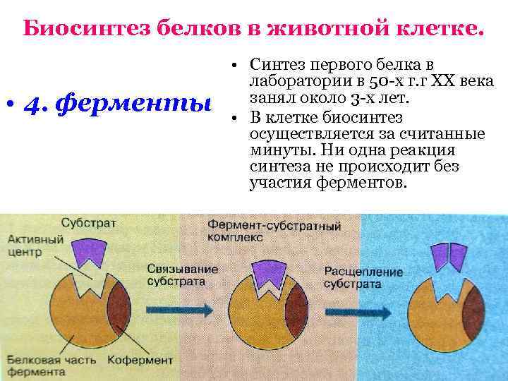 Синтез ферментов