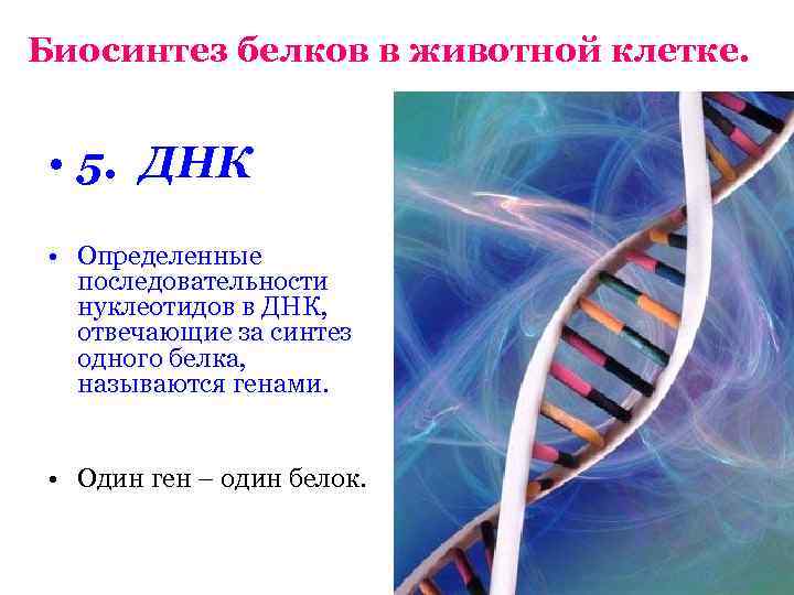 Участок днк с определенной последовательностью нуклеотидов. Как измеряют ДНК. Наличие нуклеотида в животных клетках. Как называется ген роста.