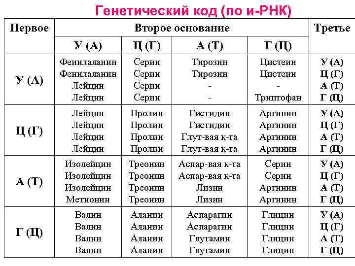 Генетический код (по и-РНК) Первое Второе основание Третье У (А) Ц (Г) А (Т)