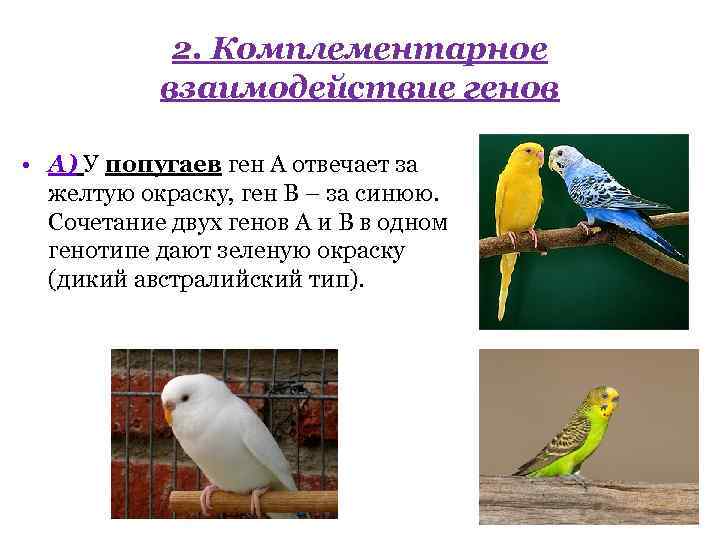 2. Комплементарное взаимодействие генов • А) У попугаев ген А отвечает за желтую окраску,