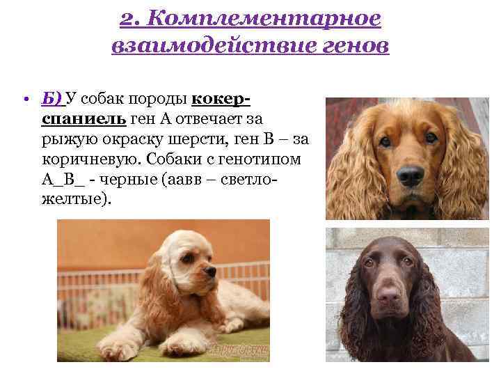 2. Комплементарное взаимодействие генов • Б) У собак породы кокерспаниель ген А отвечает за