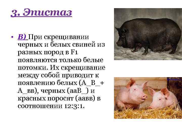 Уровень свиньи. Скрещивание поросят. Скрещивание пород свиней. Разновидности свиней породы. Схема промышленного скрещивания свиней.