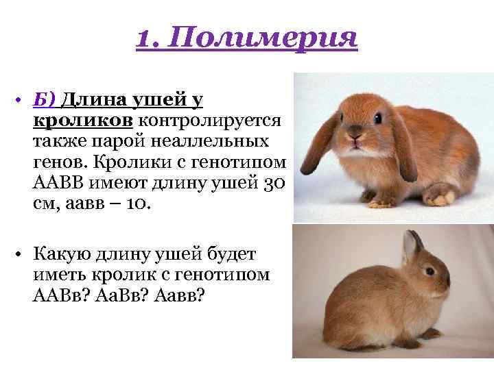 Какую длину имеют животные. Длина ушей кролика. Уши кролика. Полимерия длина ушей кроликов. Скрещивание пород кролика породы.