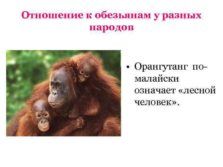 Отношение к обезьянам у разных народов • Орангутанг помалайски означает «лесной человек» . 