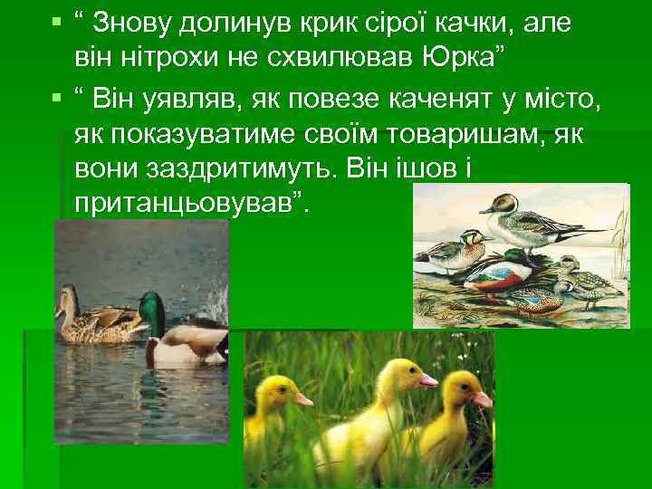 § “ Знову долинув крик сірої качки, але він нітрохи не схвилював Юрка” §