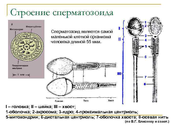 Могут ли сперматозоиды выжить после стирки