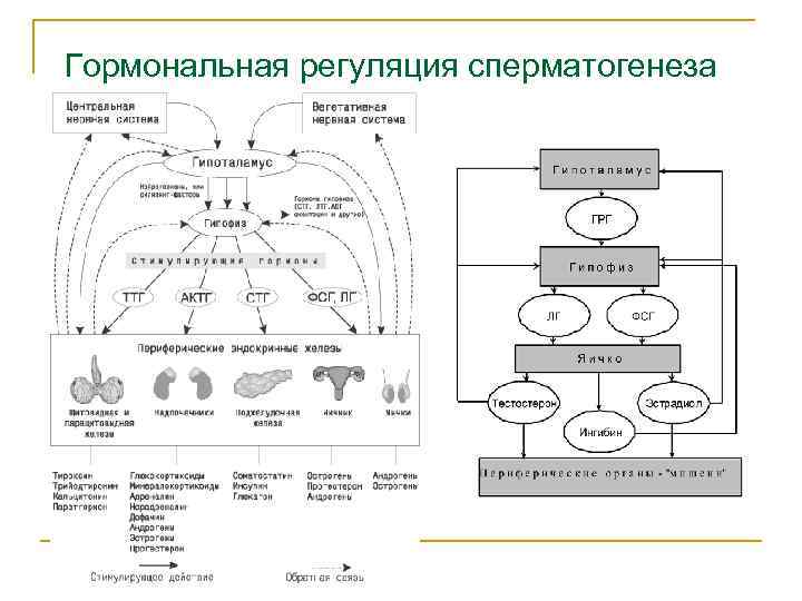 Гормональная регуляция сперматогенеза 