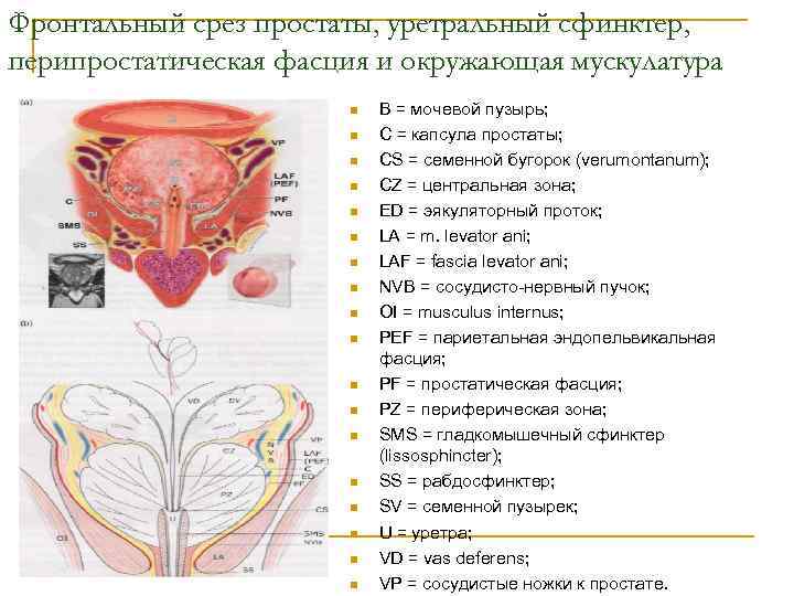 Фронтальный срез простаты, уретральный сфинктер, перипростатическая фасция и окружающая мускулатура n n n n